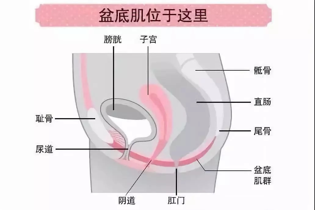 私密衰老松弛？菲蜜丽助你重塑年轻态！